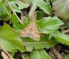 Pyrausta despicata